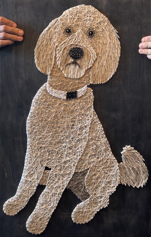  Labraoodle Portrait 